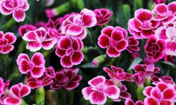 How to Care for Dianthus in Every Climate for Lasting Flowers