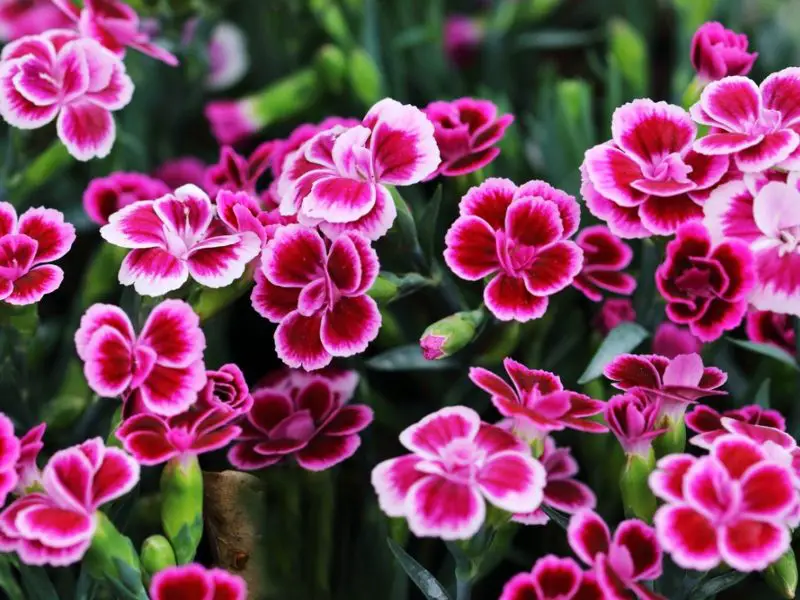 How to Care for Dianthus in Every Climate for Lasting Flowers