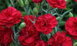 How Long Do Dianthus Bloom and How to Extend Their Season