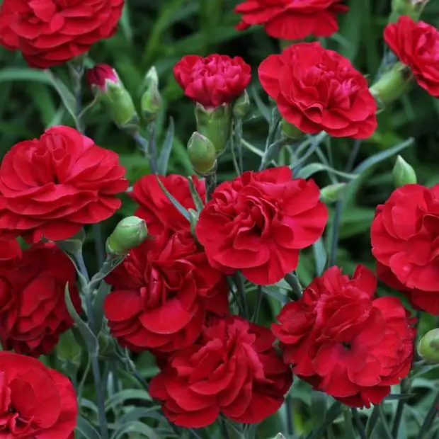 How Long Do Dianthus Bloom and How to Extend Their Season