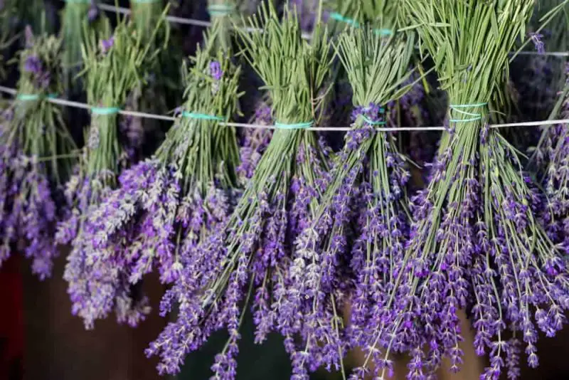 How to Dry Lavender the Right Way for Maximum Scent and Color