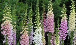 Is Foxglove a Perennial Plant? Expert Tips for Long-Lasting Blooms
