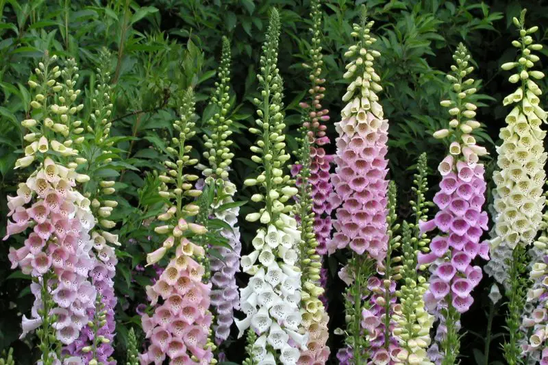 Is Foxglove a Perennial Plant? Expert Tips for Long-Lasting Blooms