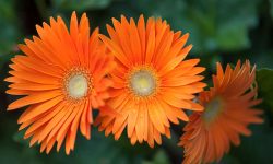 Are Gerbera Daisies Toxic to Cats? Essential Pet Owner Guide
