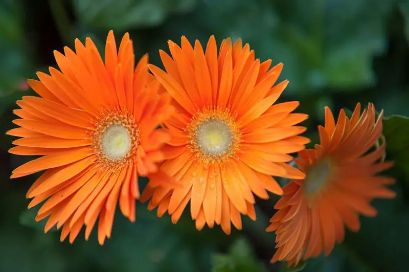 Are Gerbera Daisies Toxic to Cats? Essential Pet Owner Guide
