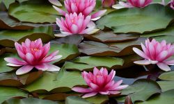 How to Grow Water Lilies in Pots or Ponds for Lush Aquatic Beauty