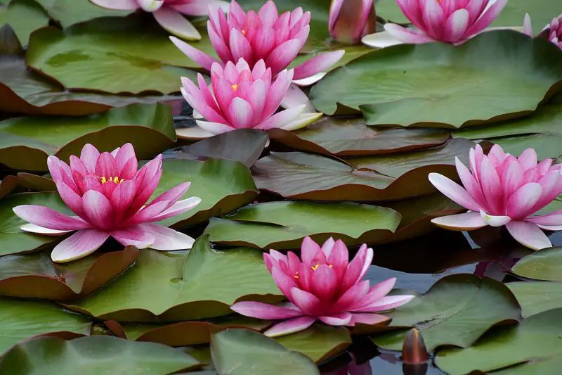 How to Grow Water Lilies in Pots or Ponds for Lush Aquatic Beauty