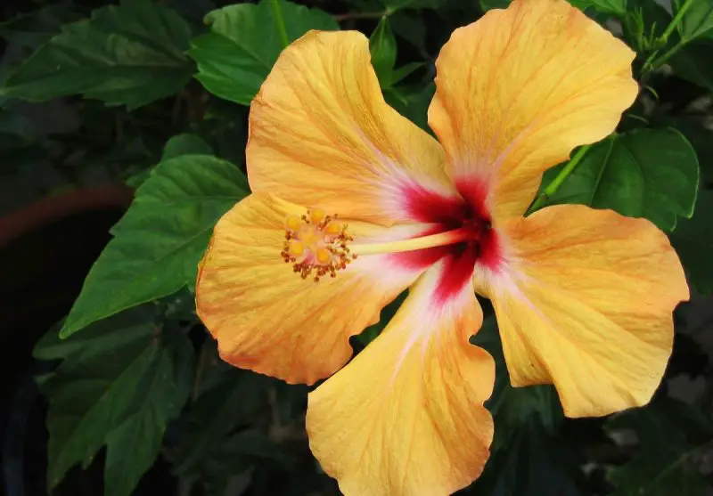 When Does a Hibiscus Flower? Blooming Guide for Vibrant Color
