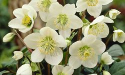When to Plant Hellebores to Enjoy Beautiful Blooms Year After Year
