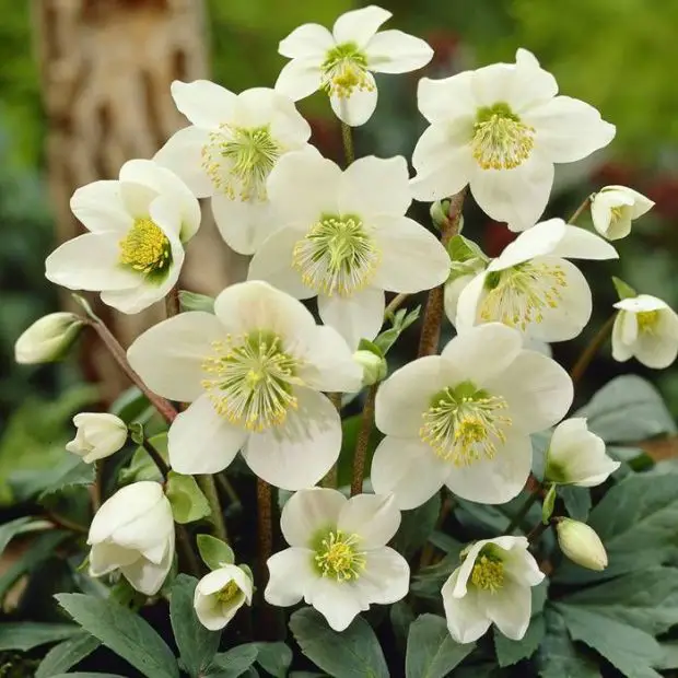 When to Plant Hellebores to Enjoy Beautiful Blooms Year After Year