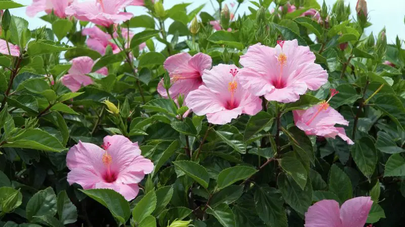 How to Grow Hibiscus Plant: Pro Tips for Lush Blooms All Season