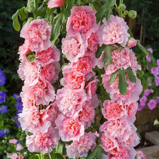 When to Plant Hollyhock Seeds for Beautiful Spring Flowers