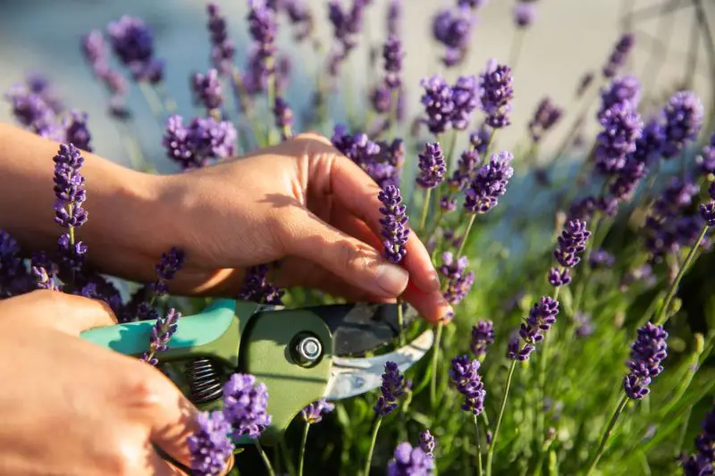 how to deadhead lavender