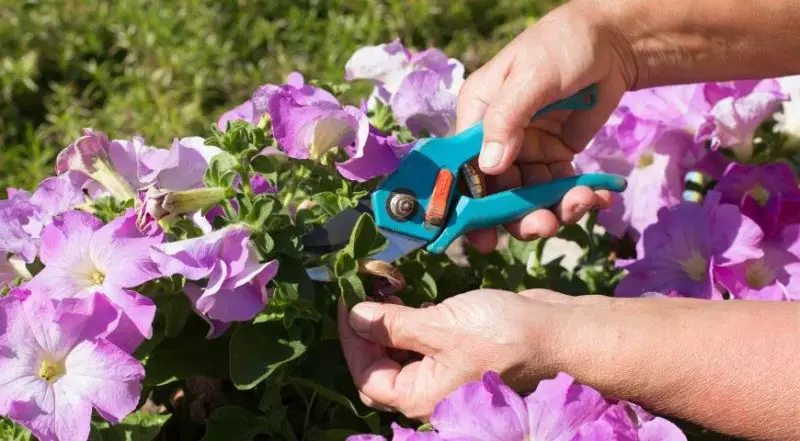 How to Prune Petunias for More Blooms: A Comprehensive Guide
