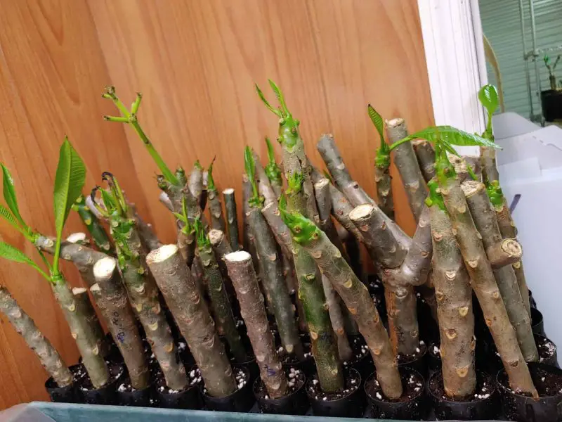 How to Grow Plumeria Cuttings: A Completed Guide for Beginners
