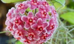 How to Propagate Hoya Plant: Easy Methods for Lush New Vines