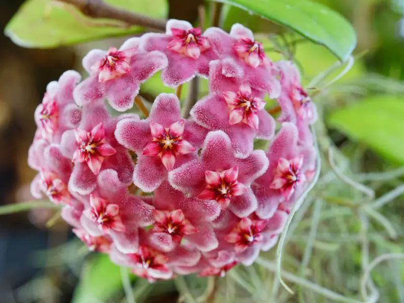 How to Propagate Hoya Plant: Easy Methods for Lush New Vines