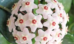 How to Care for a Hoya Plant Indoors and Outdoors All Year Round