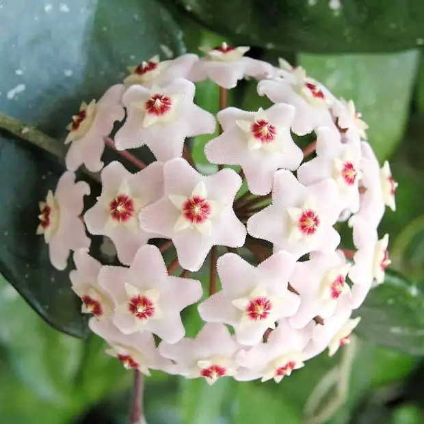 How to Care for a Hoya Plant Indoors and Outdoors All Year Round