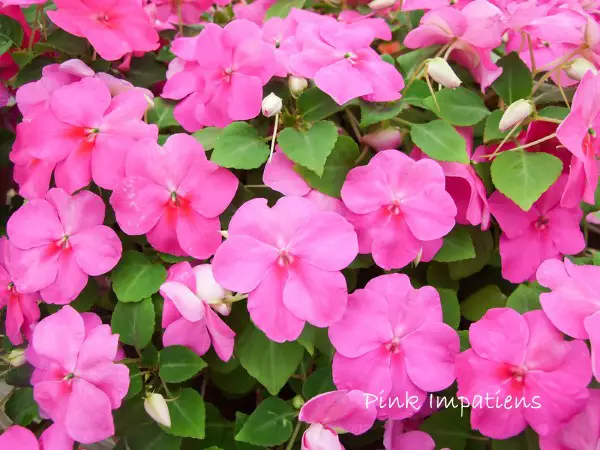 Are Impatiens Annuals or Perennials? Climate-Based Growing Tips