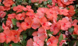 How to Care for Impatiens: Tips for Lush Blooms in Shade or Sun