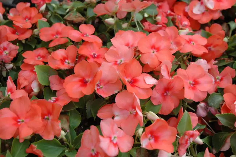 How to Care for Impatiens: Tips for Lush Blooms in Shade or Sun