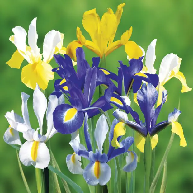 When to Plant Iris Bulbs in Fall or Spring: What You Need to Know