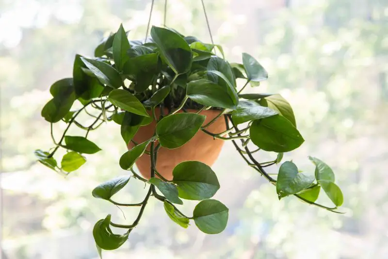 How to Care for Pothos Properly: A Beginner’s Complete Guide