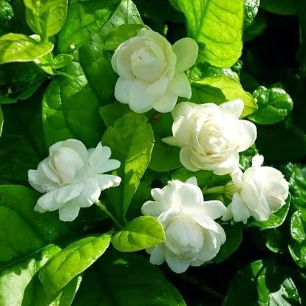 Growing Jasmine Indoors: Fragrance and Beauty for Your Home