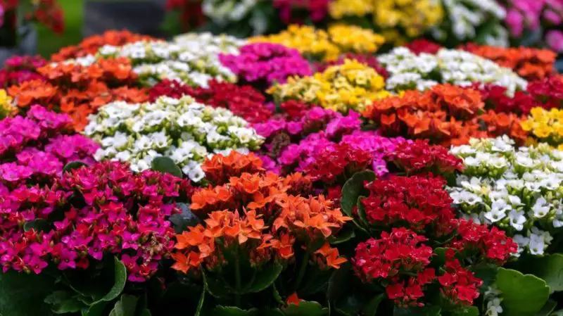 How to Care for a Kalanchoe Plant Indoors: A Comprehensive Guide