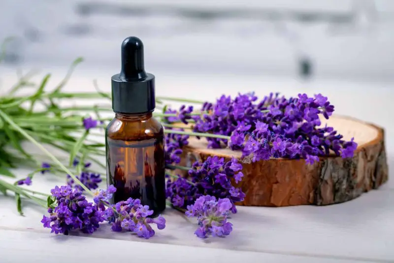 How to Make Lavender Oil for Aromatherapy and Relaxation