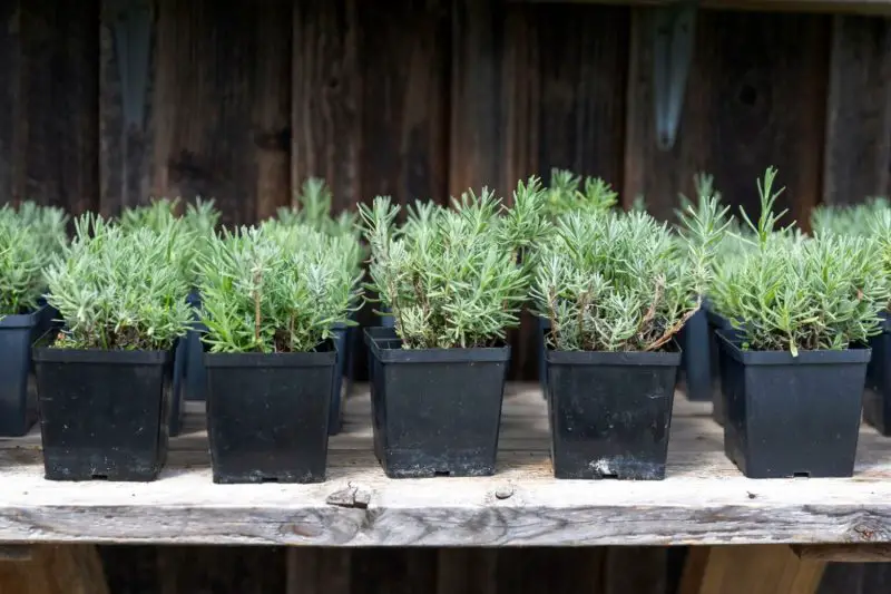How to Propagate Lavender at Home: Easy Tips for Healthy Growth