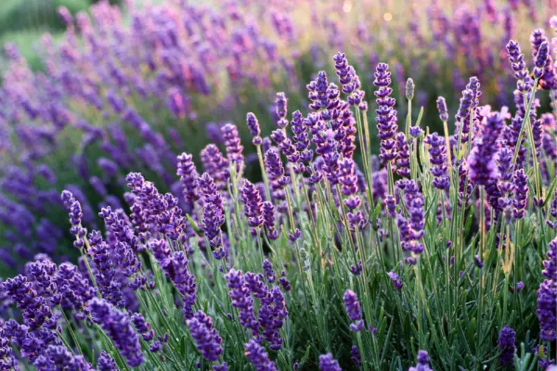 When Does Lavender Bloom? A Seasonal Guide to Fragrant Fields