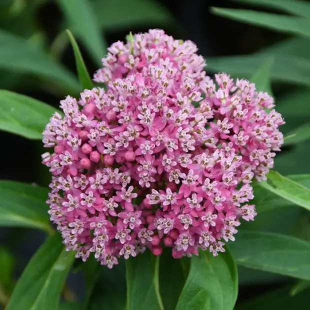 When to Plant Milkweed for Monarch Butterflies: A Seasonal Guide