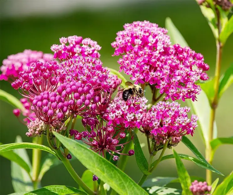 Why Is Milkweed Illegal: What Gardening Lovers Need to Know