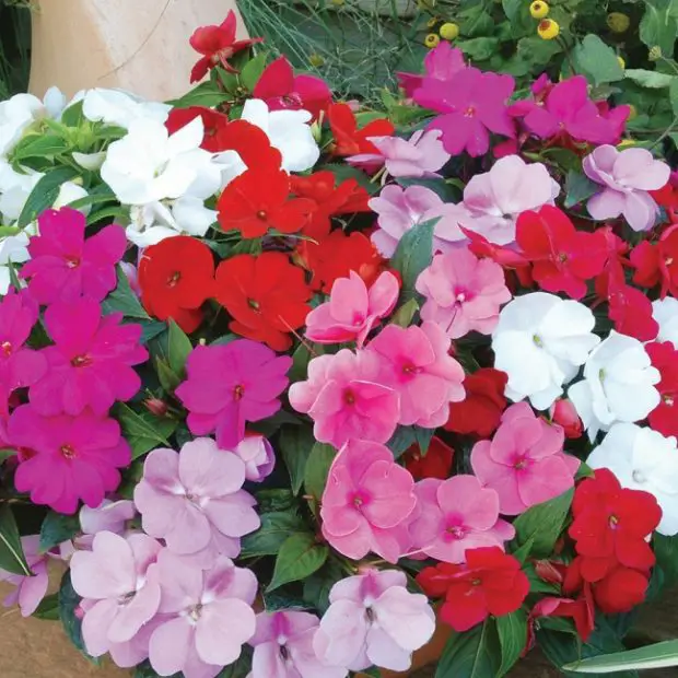 How to Keep Impatiens Thriving: Expert Care Tips for Vibrant Color
