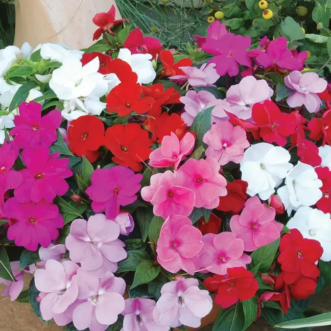 How to Keep Impatiens Thriving: Expert Care Tips for Vibrant Color