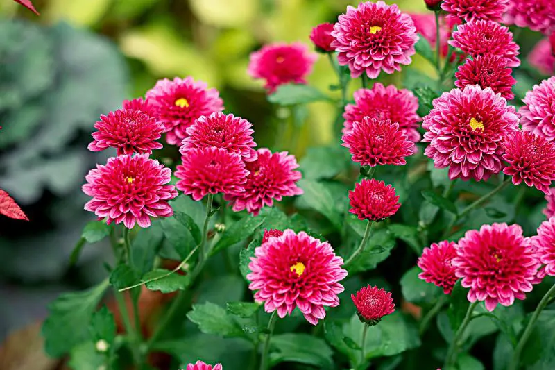How Long Do Mums Last? Tips to Extend Their Blooming Season