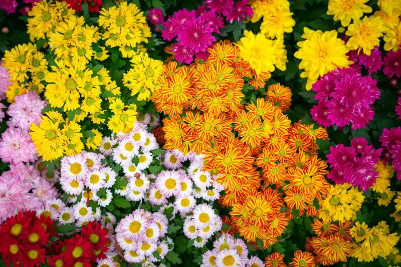 When to Plant Mums for Brighter Blooms That Last Longer