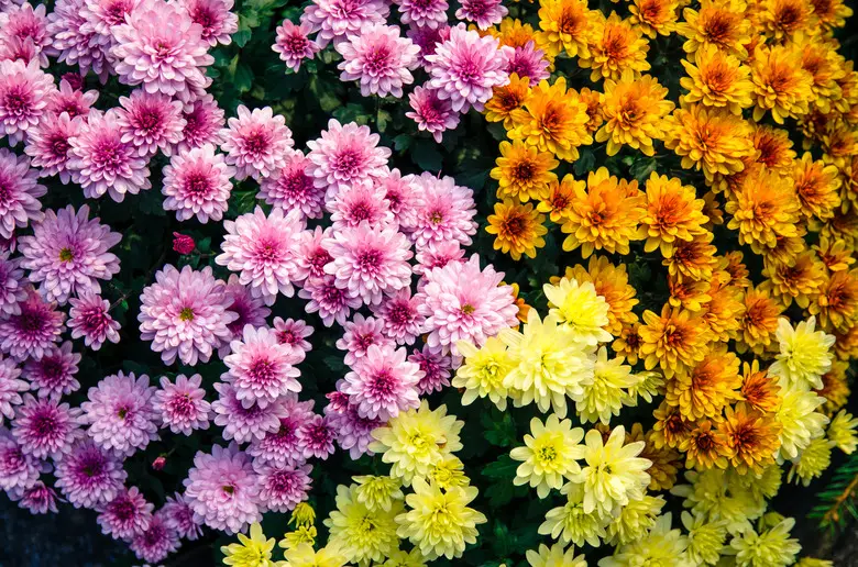 How to Keep Mums Alive: Expert Tips for Healthy Fall Blooms