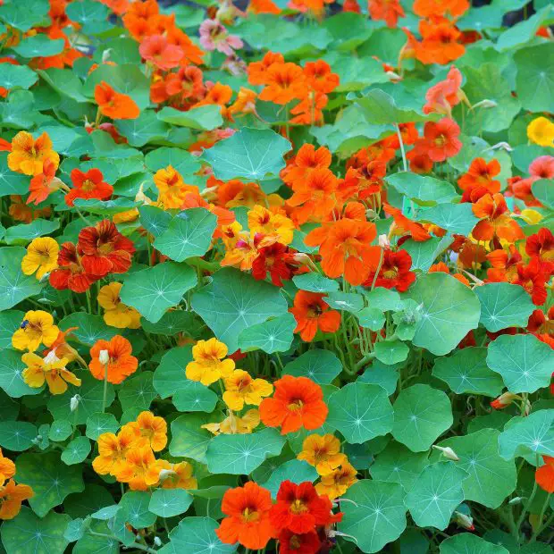 How to Plant Nasturtium Seeds Right Way for a Colorful Garden