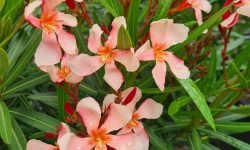 Are Oleander Plants Poisonous to Humans and Pets? Safety Guide