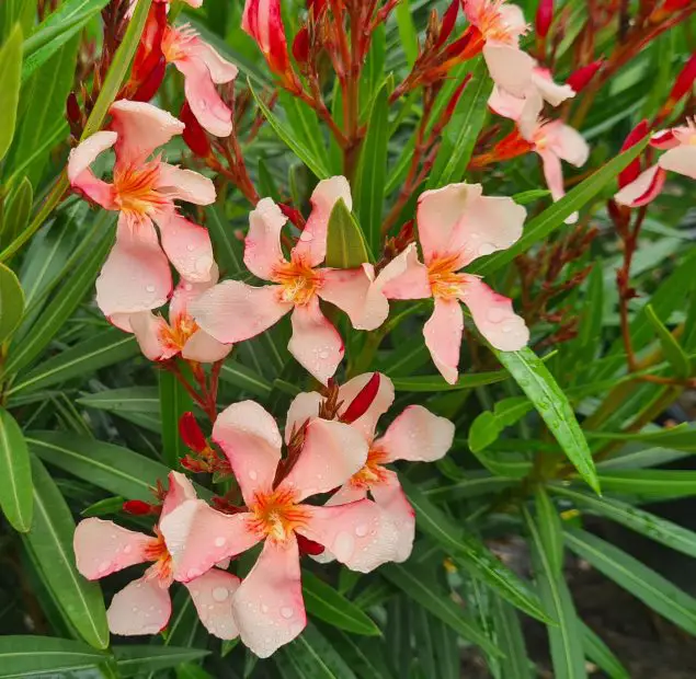 Are Oleander Plants Poisonous to Humans and Pets? Safety Guide