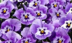 How Long Do Pansies Last? What Every Gardener Should Know