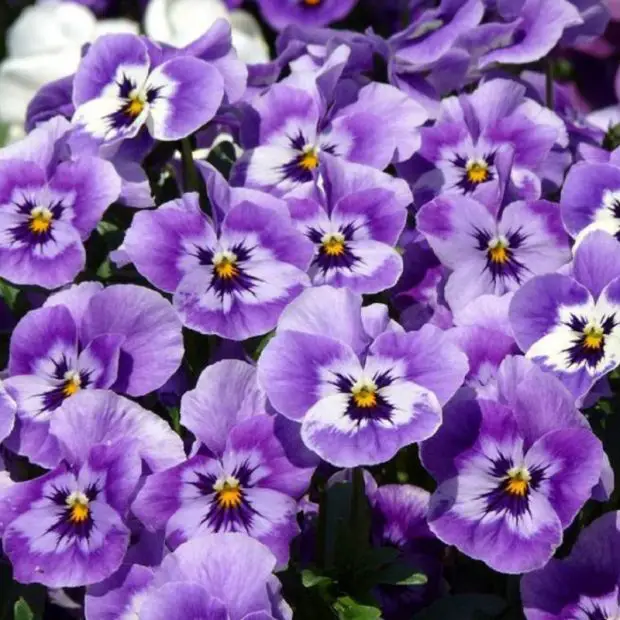 How Long Do Pansies Last? What Every Gardener Should Know