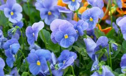 Are Pansies Perennials or Annuals? Expert Tips for Every Climate