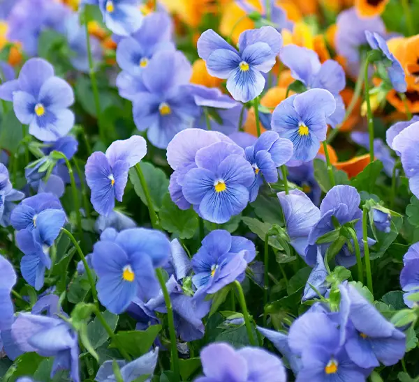 Are Pansies Perennials or Annuals? Expert Tips for Every Climate