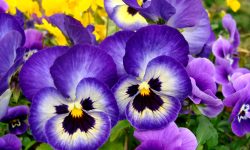 How to Care for Pansies: The Complete Guide for Vibrant Blooms