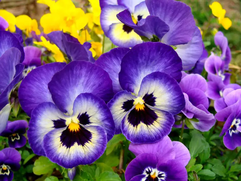 How to Care for Pansies: The Complete Guide for Vibrant Blooms