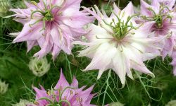 How to Plant Love-in-a-Mist: Tips for Vibrant Blooms Every Season
